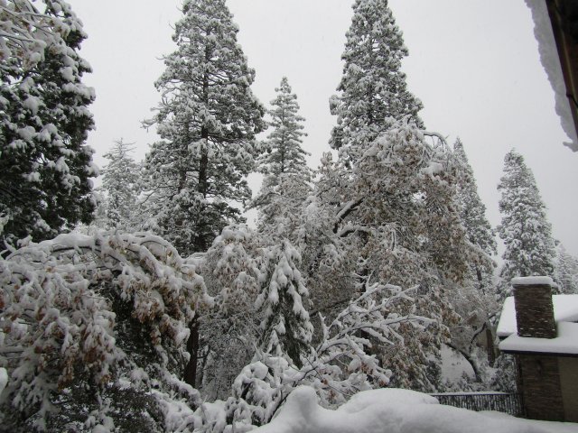 snow in trees